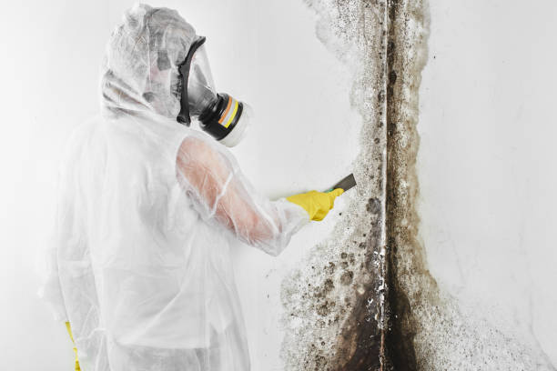 Best White Mold Remediation in Moses Lake, WA