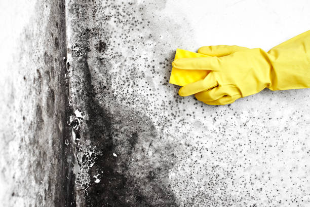 Best Black Mold Remediation in Moses Lake, WA