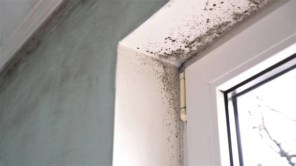 Best Post-Flood Mold Remediation in Moses Lake, WA