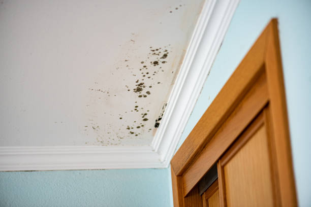 Best Emergency Mold Remediation in Moses Lake, WA