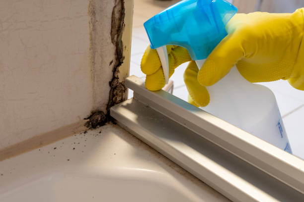 Best Health and Safety Mold Remediation in Moses Lake, WA