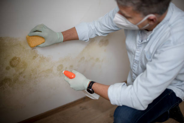 Best Bathroom Mold Remediation in Moses Lake, WA