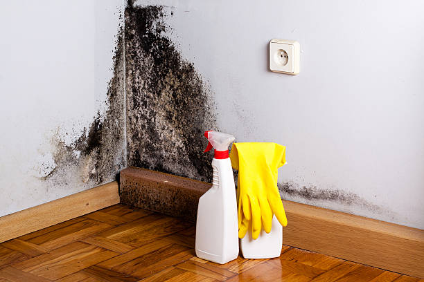 Best Preventive Mold Services in Moses Lake, WA