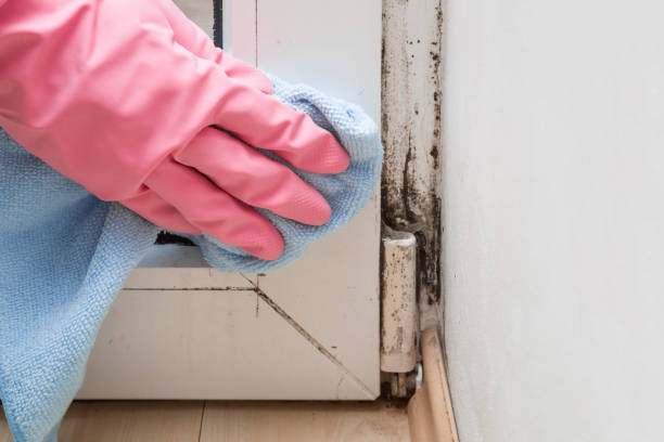 Best Residential Mold Remediation in Moses Lake, WA